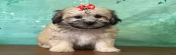 Teddy Bear dogs for sale: Annie - Ad 3
