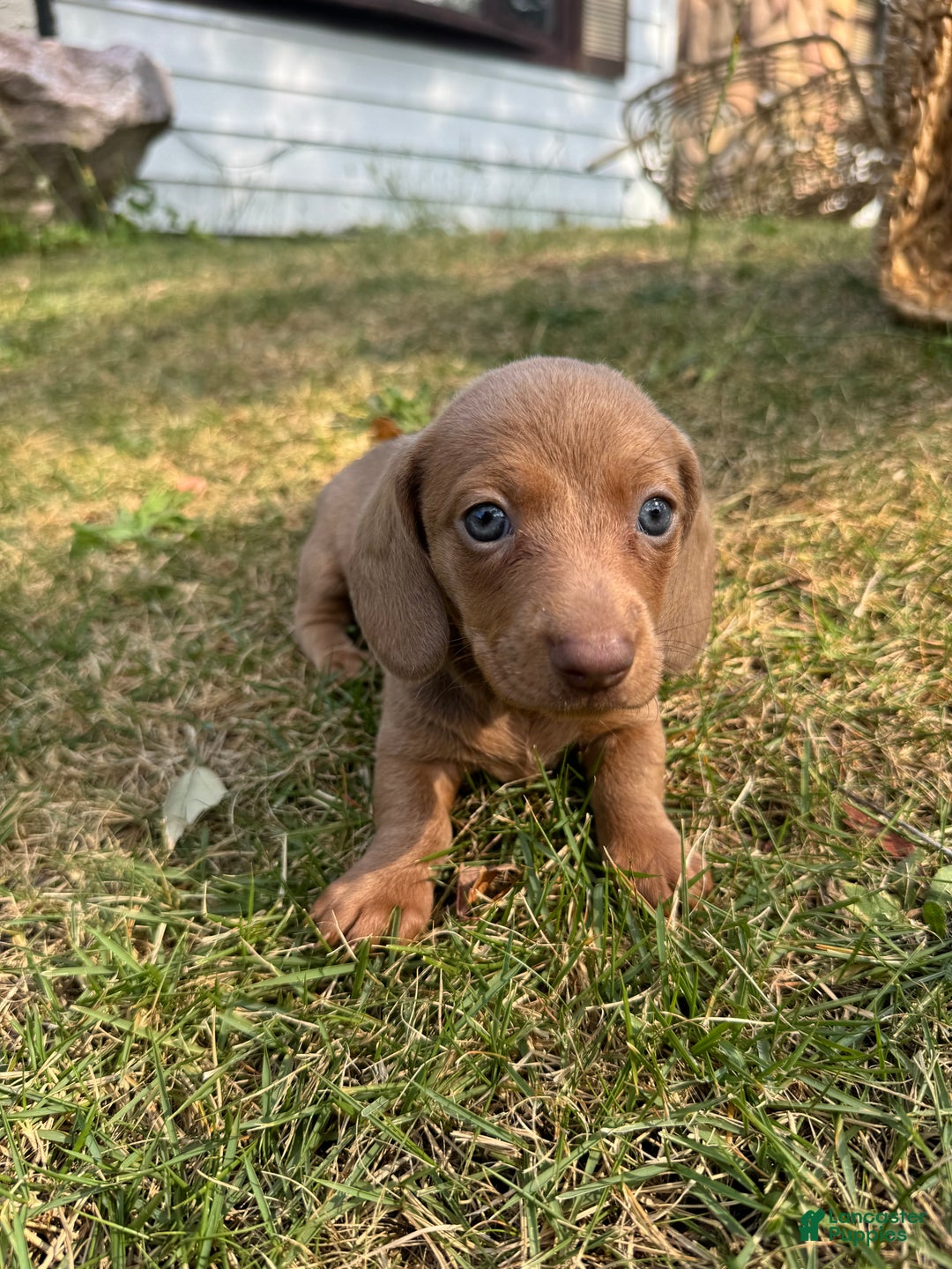Miniature Dachshund dogs for sale: Jasmine - Ad 7