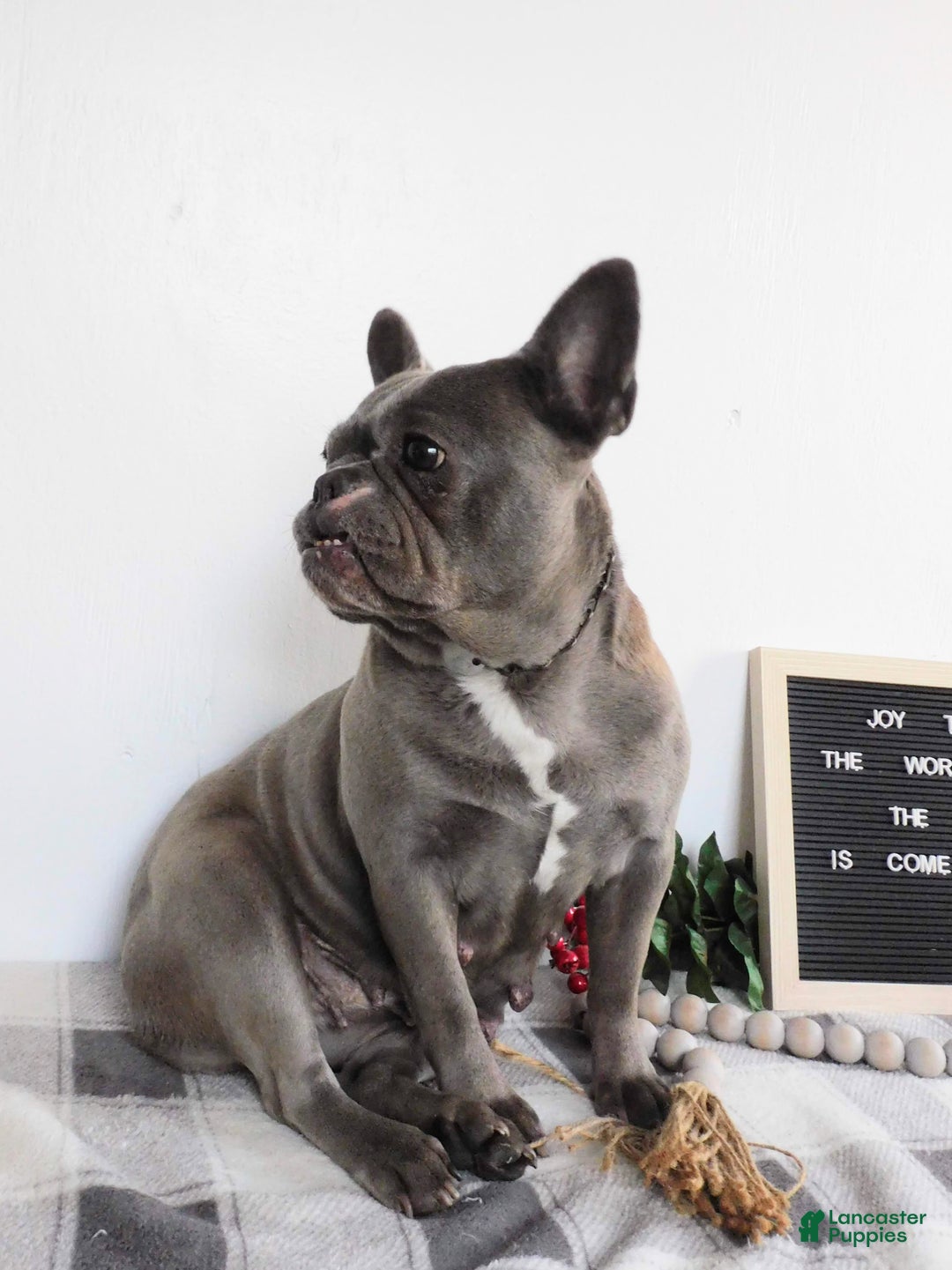 French Bulldog dogs for sale: Millie - Ad 2