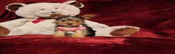 Yorkshire Terrier dogs for sale: *ZOE* - Ad 3