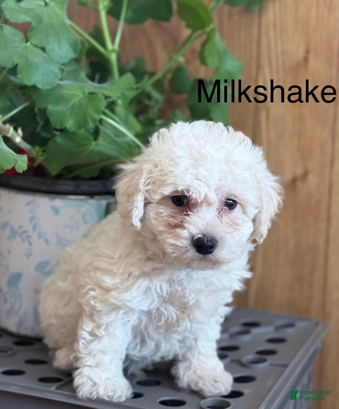 Bichpoo dogs for sale: Milkshake  - Ad 1