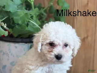 Bichpoo dogs Milkshake - Ad 42