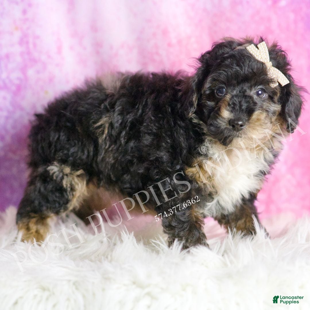 Toy Poodle dogs for sale: Flashy  - Ad 4