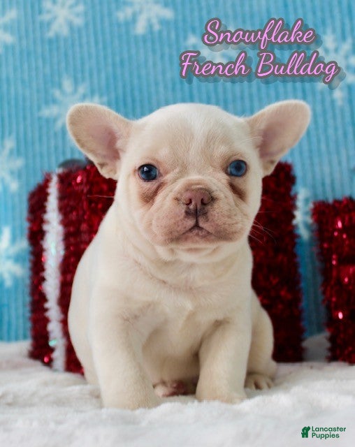 French Bulldog dogs Snowflake - Ad 11