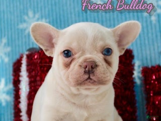 French Bulldog dogs Snowflake - Ad 15
