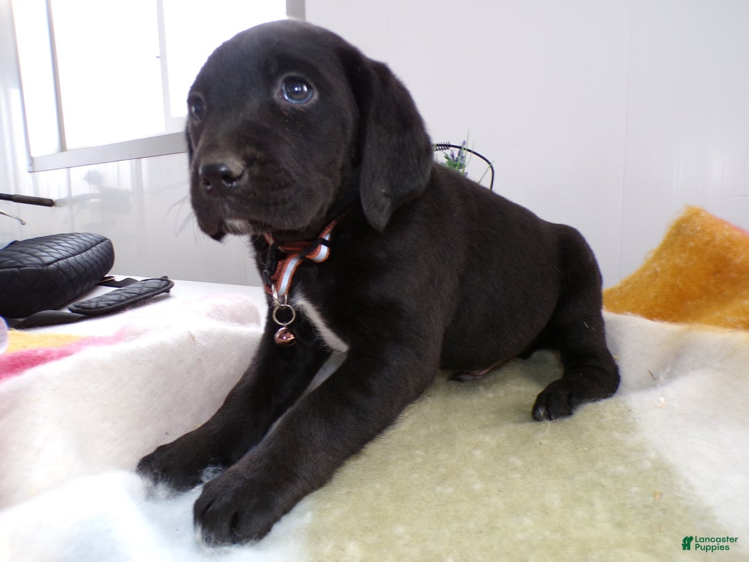 Goldador dogs for sale: Goldador Puppy 8 Tyrone - Ad 2