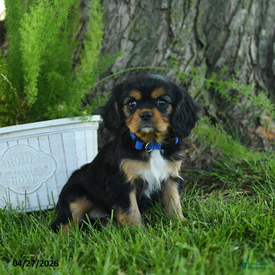 Cavalier King Charles Spaniel dogs Lincoln - Ad 1