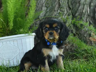 Cavalier King Charles Spaniel dogs for sale: Lincoln - Ad 3