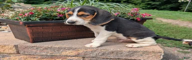 Mixed Breed 1