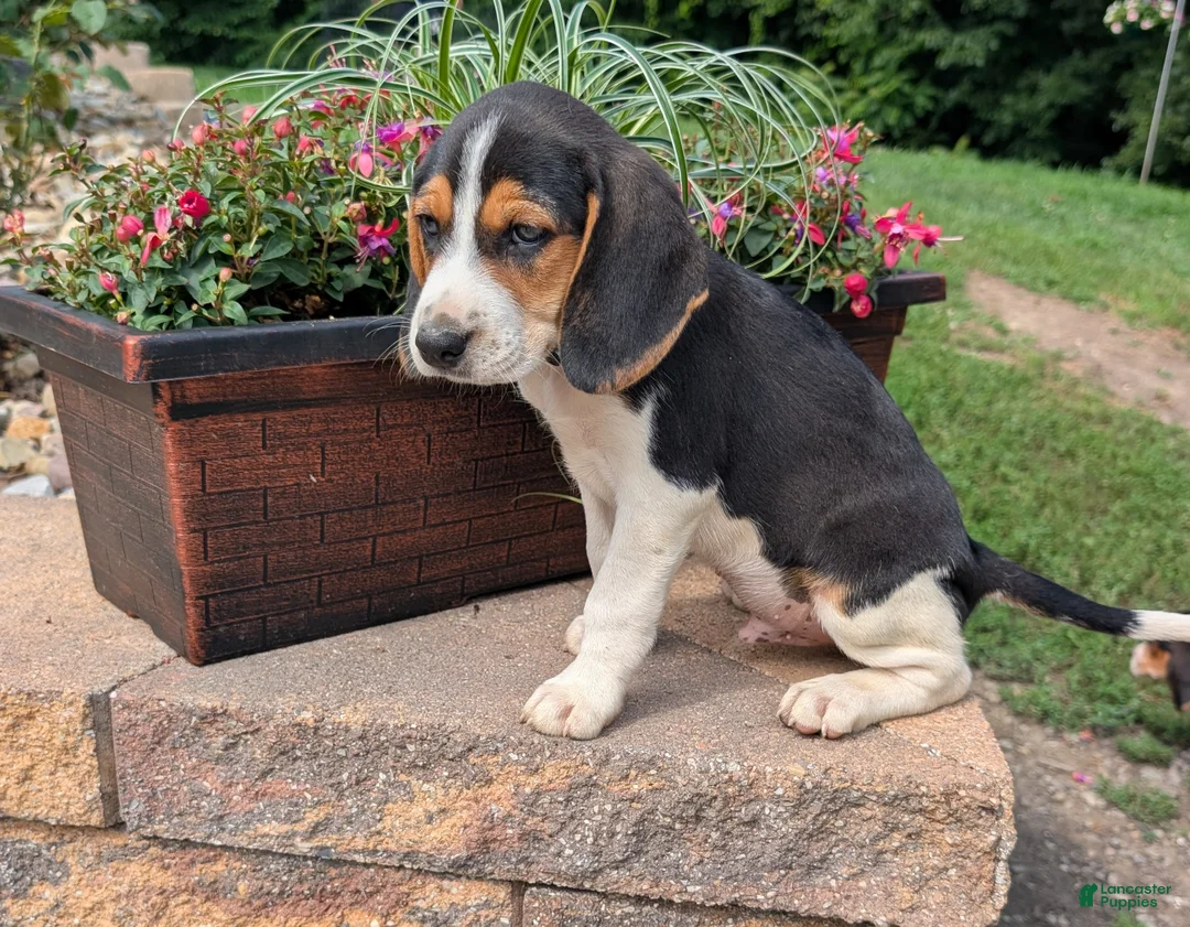 Mixed Breed dogs for sale: Mixed Breed 1 - Ad 1