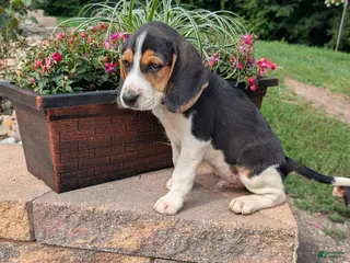 Mixed Breed dogs Mixed Breed 1 - Ad 33