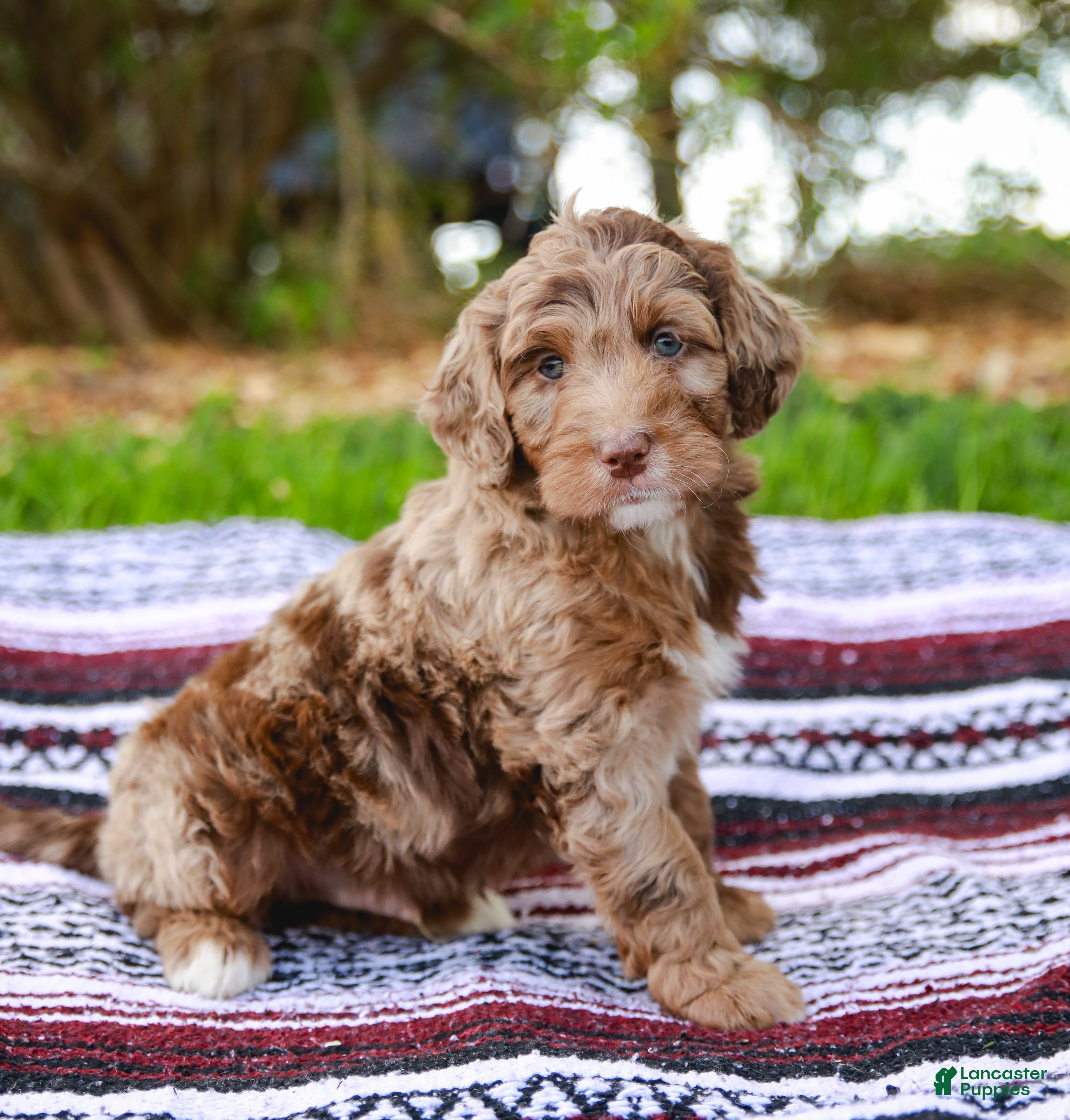 Aussiedoodle dogs Ryder Standard - Ad 1