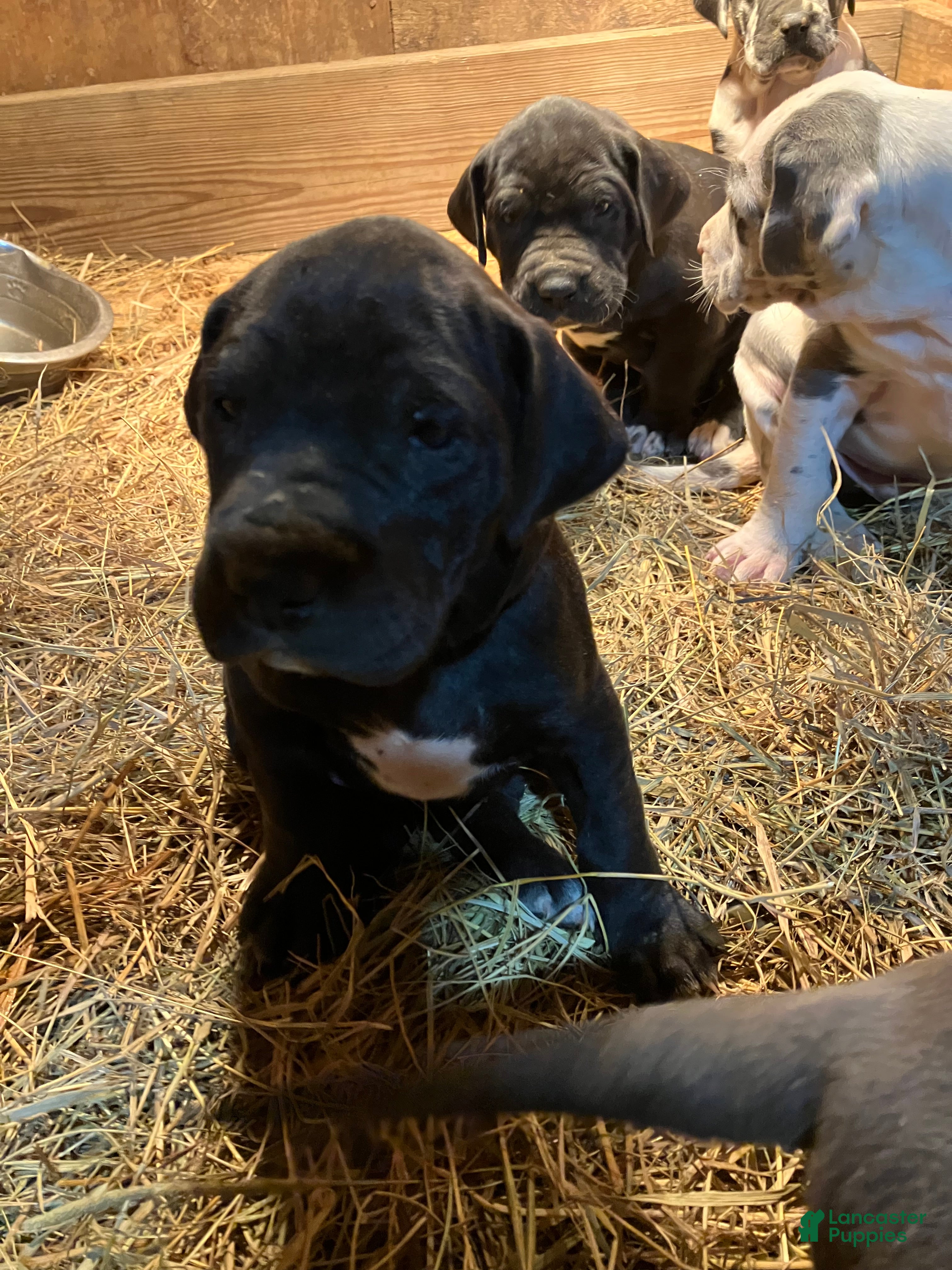 Great Dane dogs Lily - Ad 10