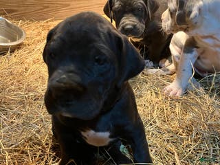 Great Dane dogs Lily - Ad 26