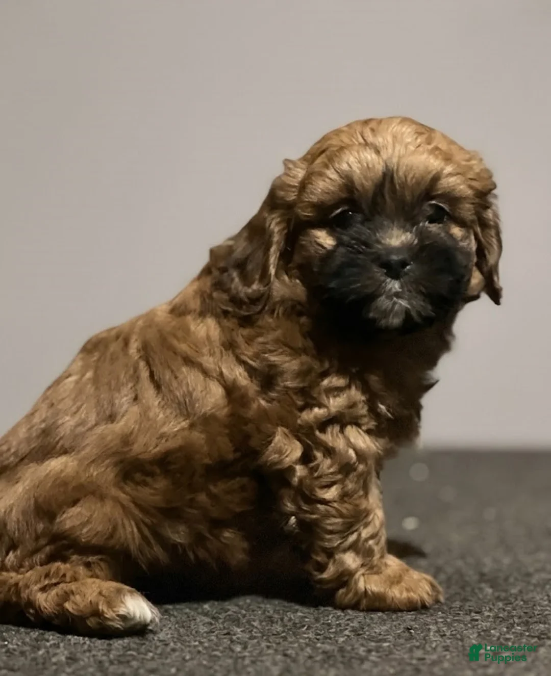 Shihpoo dogs for sale: Luca - Ad 2