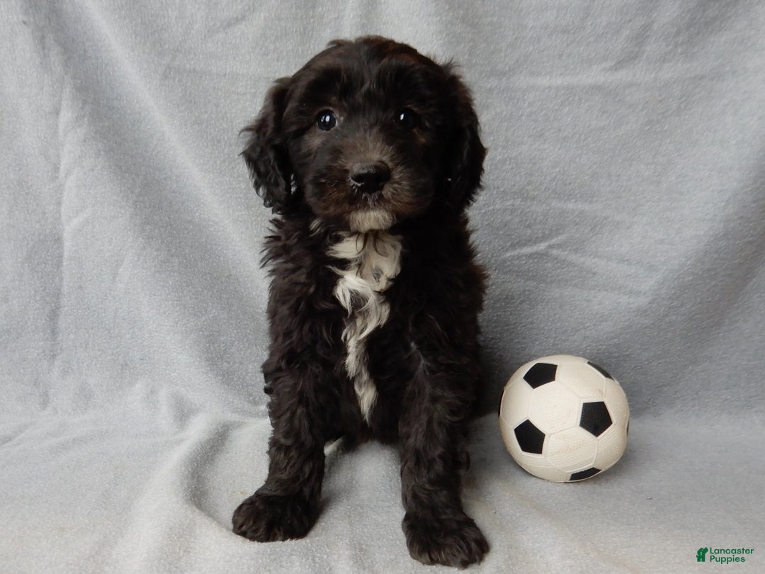 Sheepadoodle dogs for sale: Thunder - Ad 5