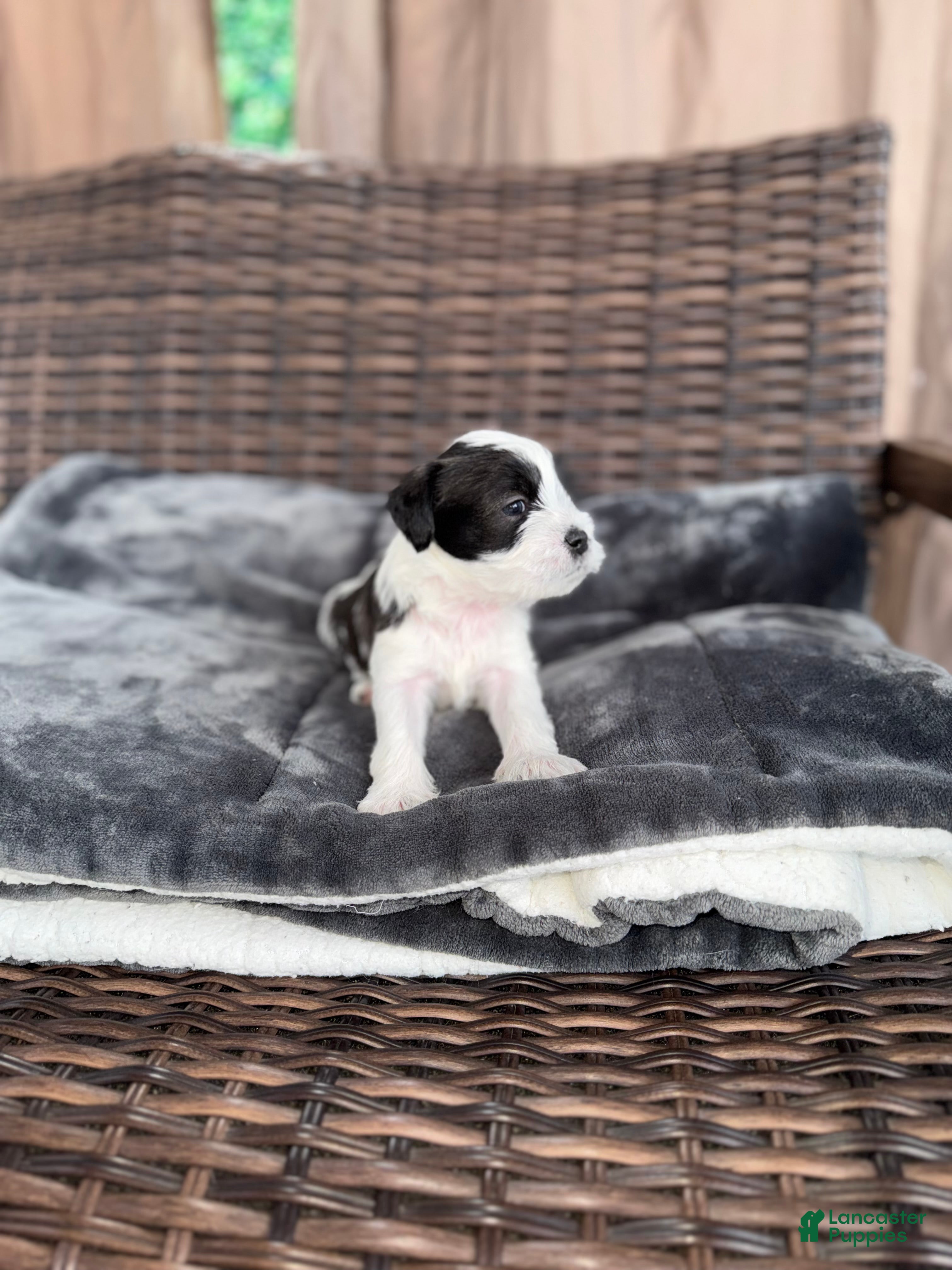 Mixed Breed dogs for sale: Oliver - Ad 3