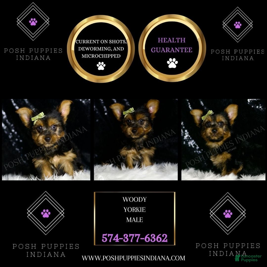 Yorkshire Terrier dogs for sale: Woody - Ad 5