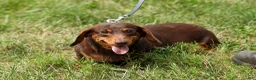 Miniature Dachshund dogs for sale: Holly 🌸 - Ad 17
