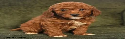 Miniature Poodle dogs for sale: Hugo - Ad 2