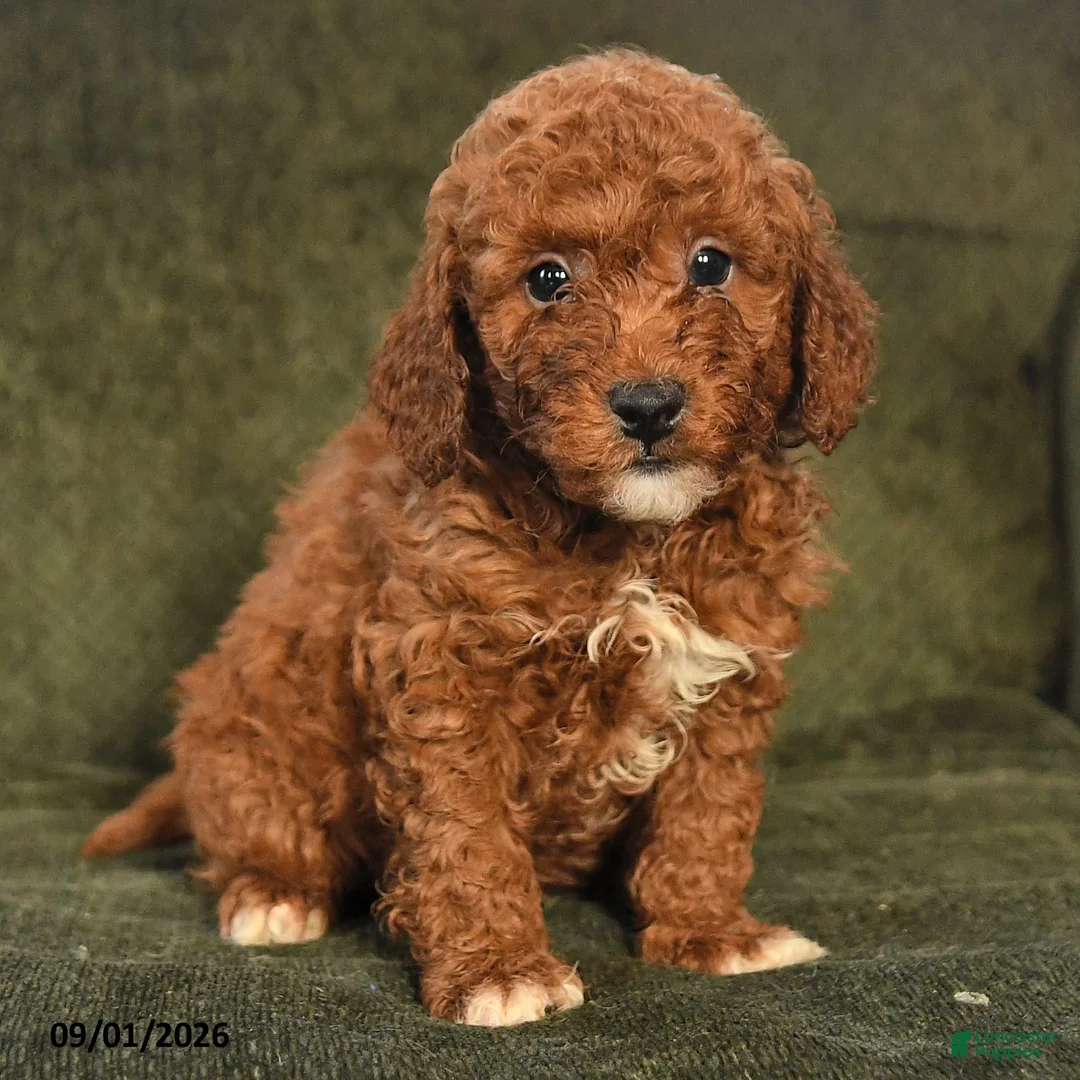Miniature Poodle dogs for sale: Hugo - Ad 2