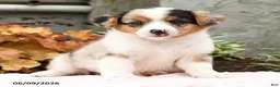 Mixed Breed dogs for sale: Naomi - Ad 2