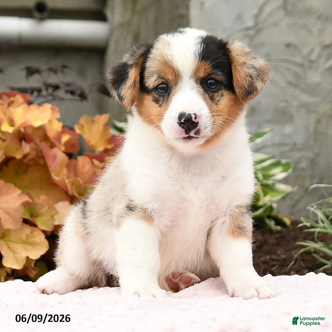 Mixed Breed dogs for sale: Naomi - Ad 2
