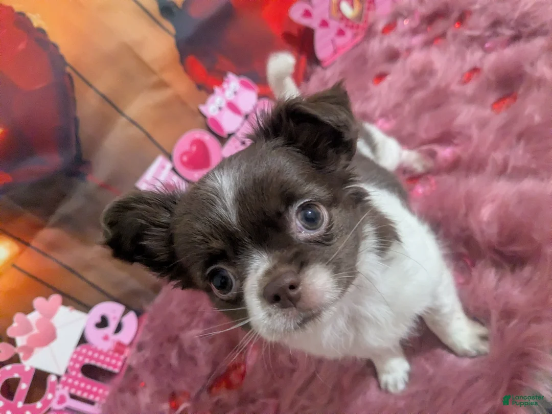 Chihuahua dogs for sale: Full AKC Green Eyed Faith   - Ad 6