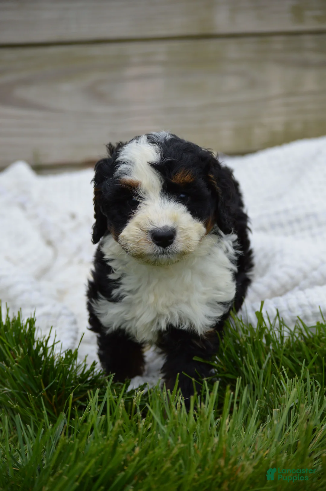 Mini Bernedoodle dogs for sale: Lance - Ad 2