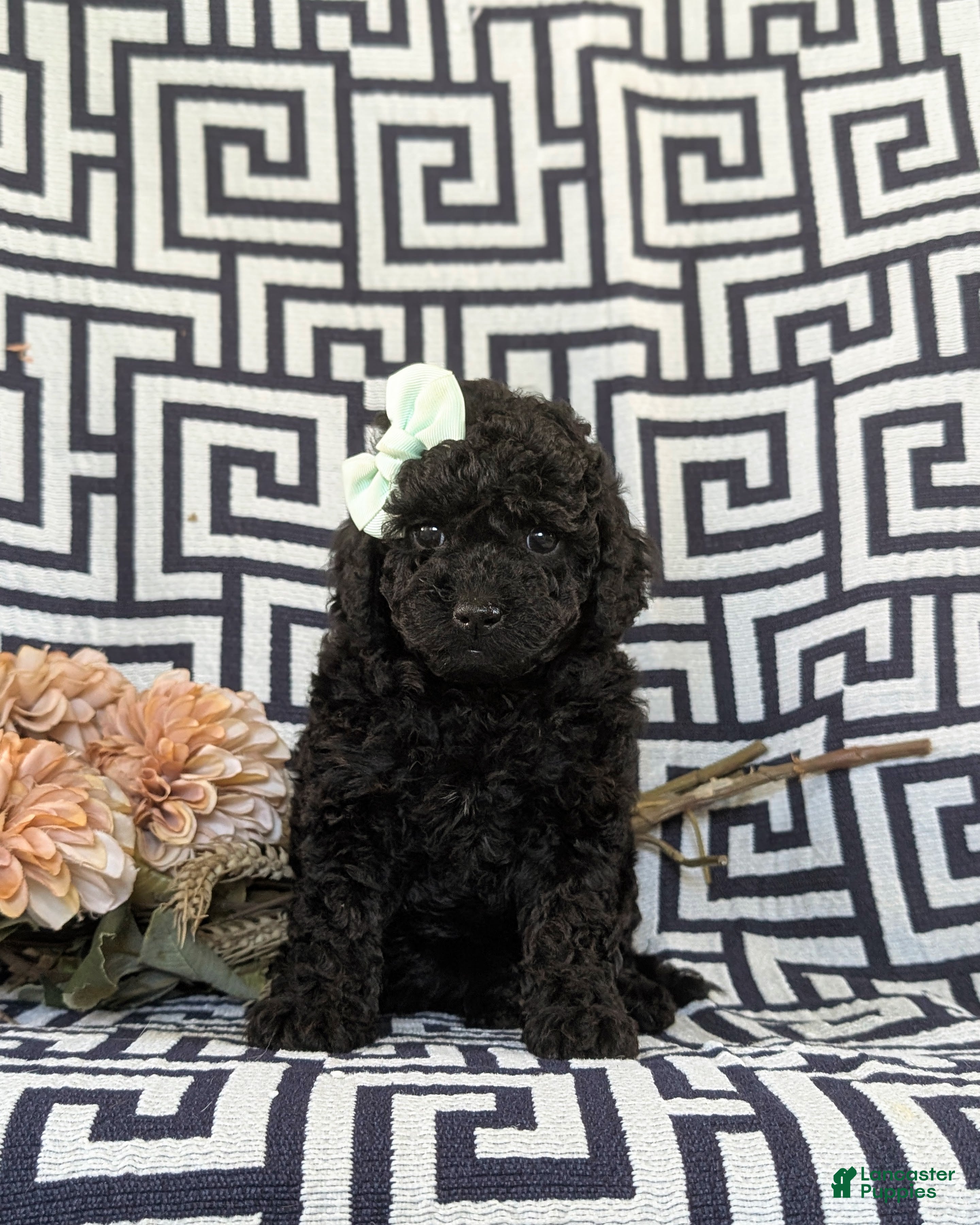 Toy Poodle dogs Luna - Ad 1