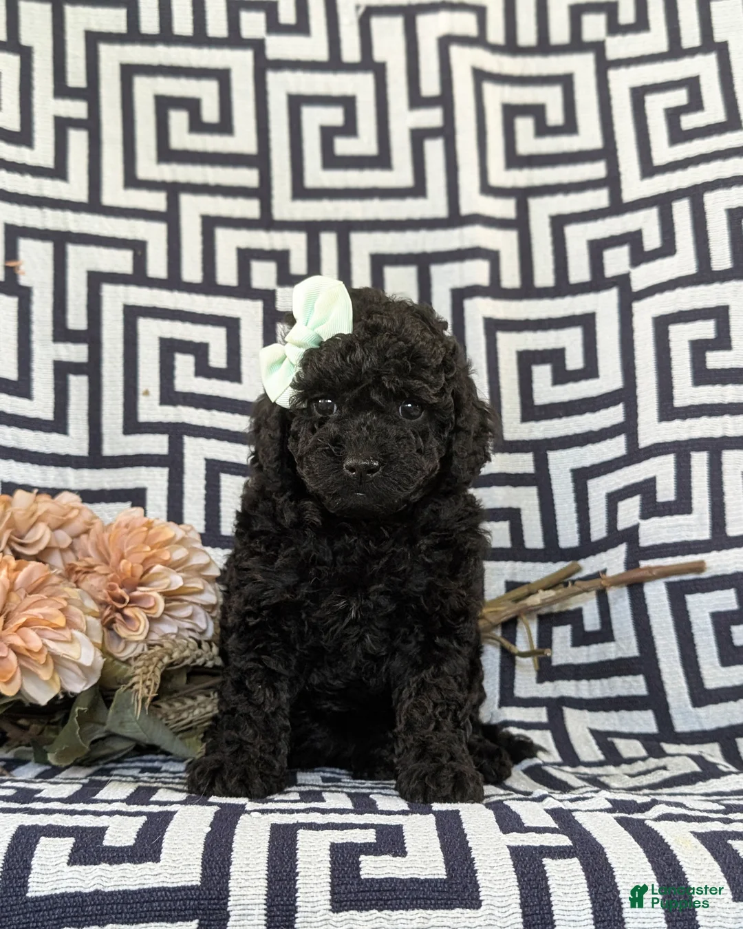 Toy Poodle dogs for sale: Luna - Ad 1