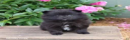 Pomeranian dogs for sale: Kubbie - Ad 5