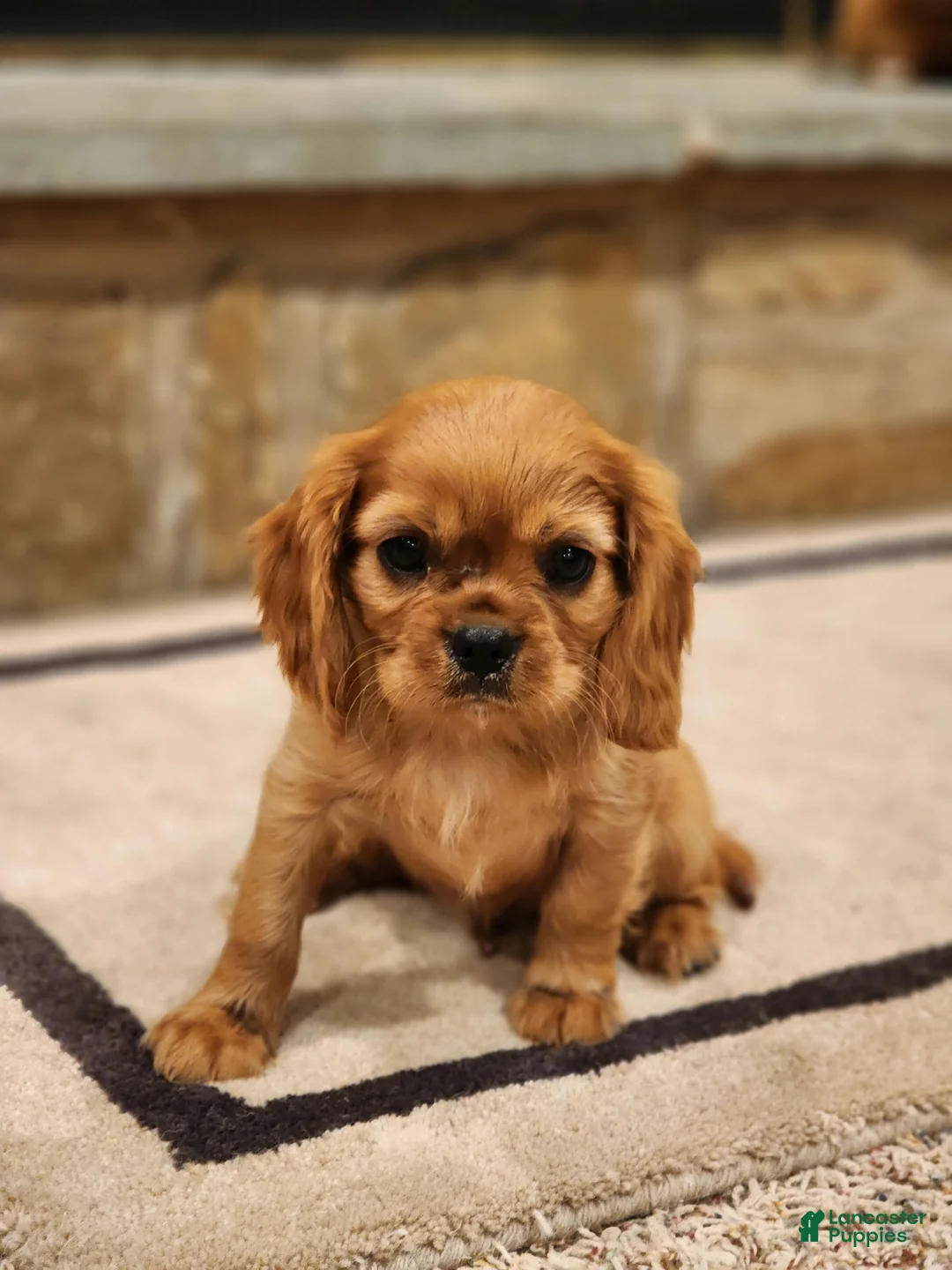 Cavalier King Charles Spaniel dogs for sale: Buck - Ad 2