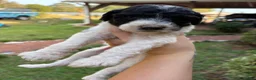 Standard Poodle dogs for sale: Standard Poodle (Oreo) - Ad 4