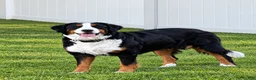 Mini Bernedoodle dogs for sale: Patch - Ad 3