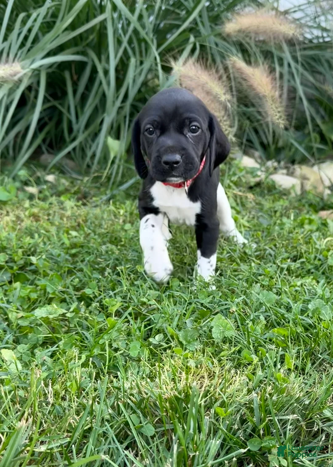 German Shorthaired Pointer dogs for sale: German Shorthaired Pointer 4 - Ad 2