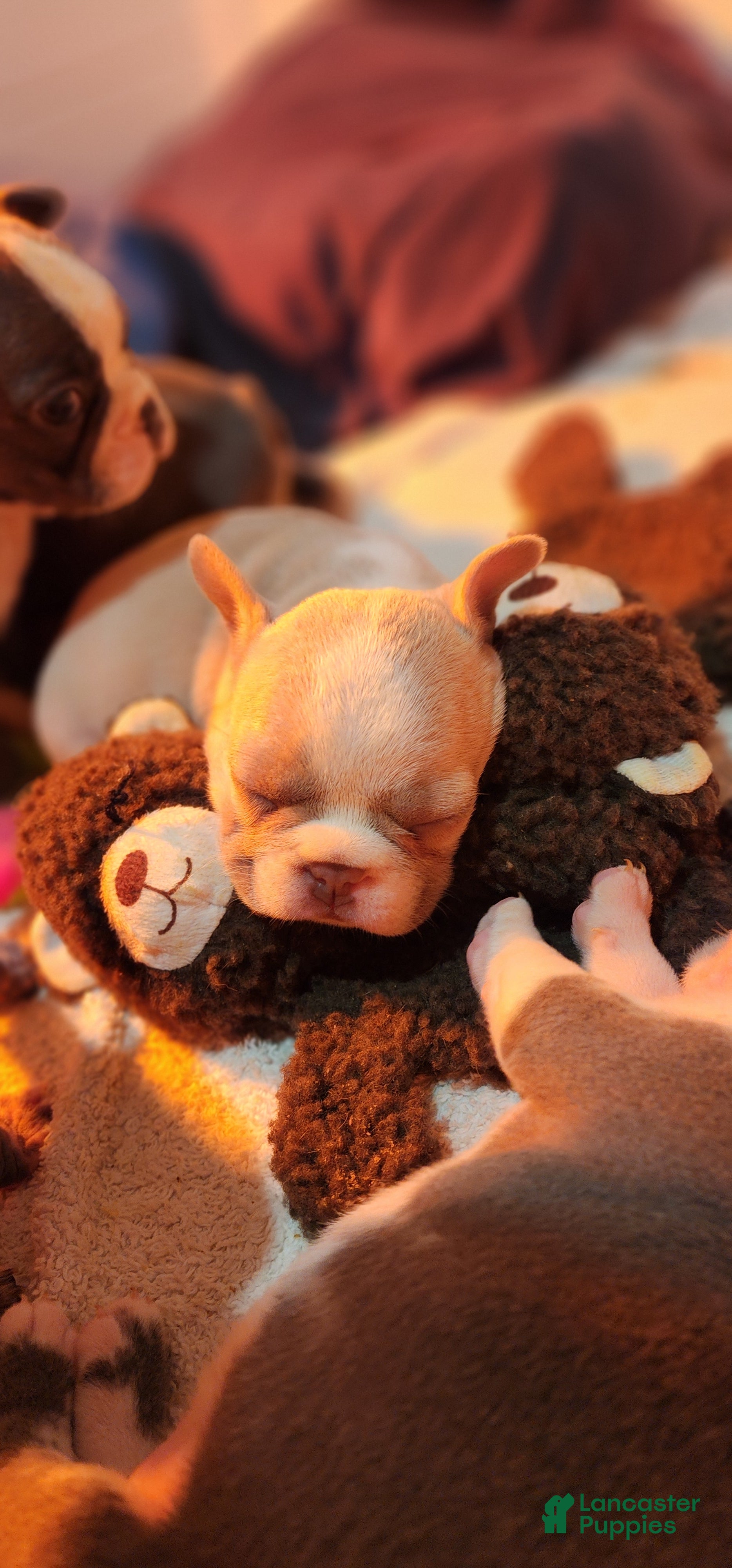 French Bulldog dogs Glamour - Ad 31