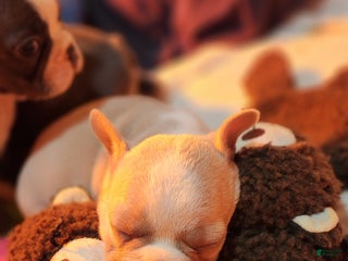 French Bulldog dogs Glamour - Ad 39