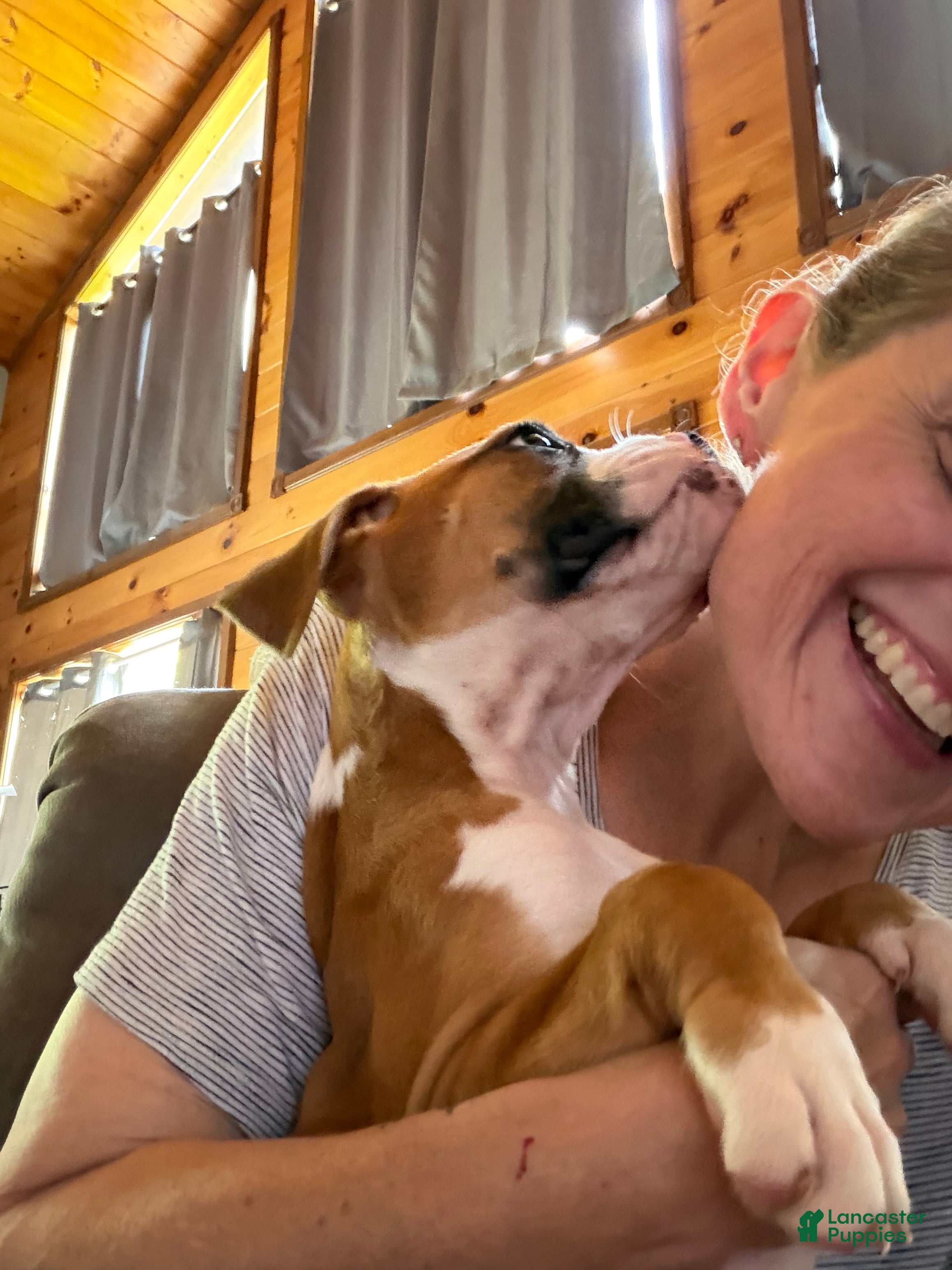 Boxer dogs Boxer 1 - Ad 2