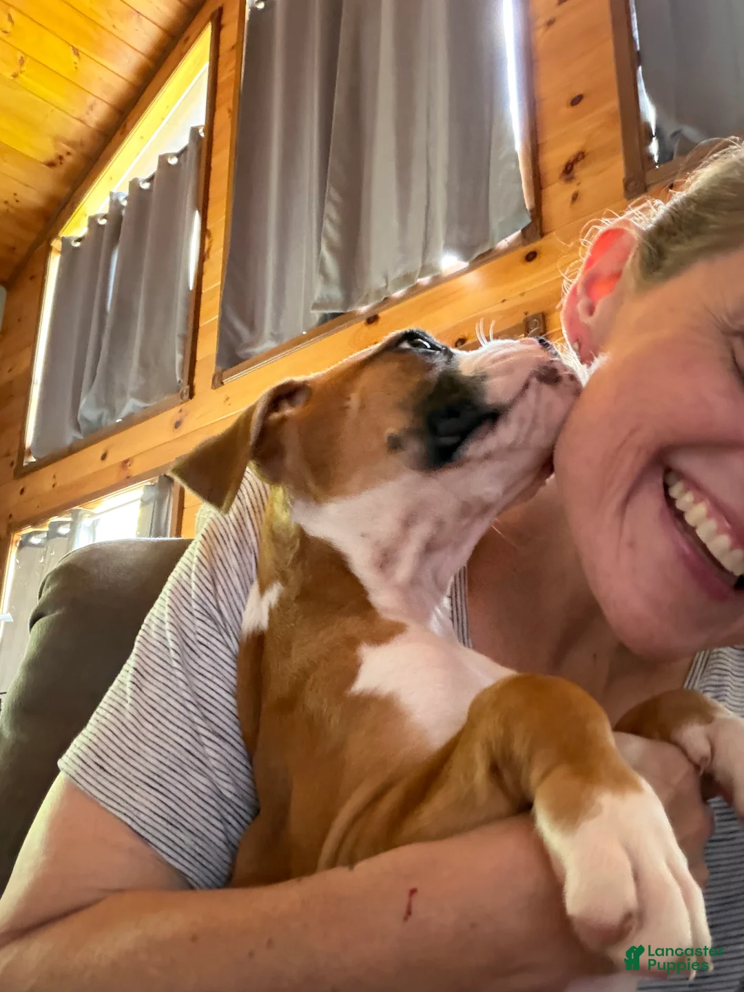 Boxer dogs for sale: Boxer 1 - Ad 2