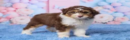 Aussiedoodle dogs for sale: Oscar - Ad 4