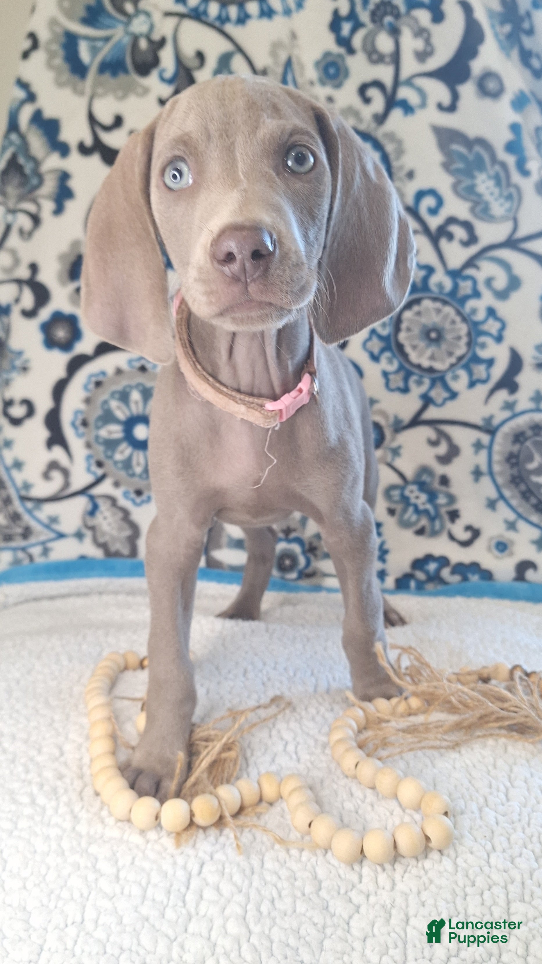 Weimaraner dogs Diamond - Ad 10