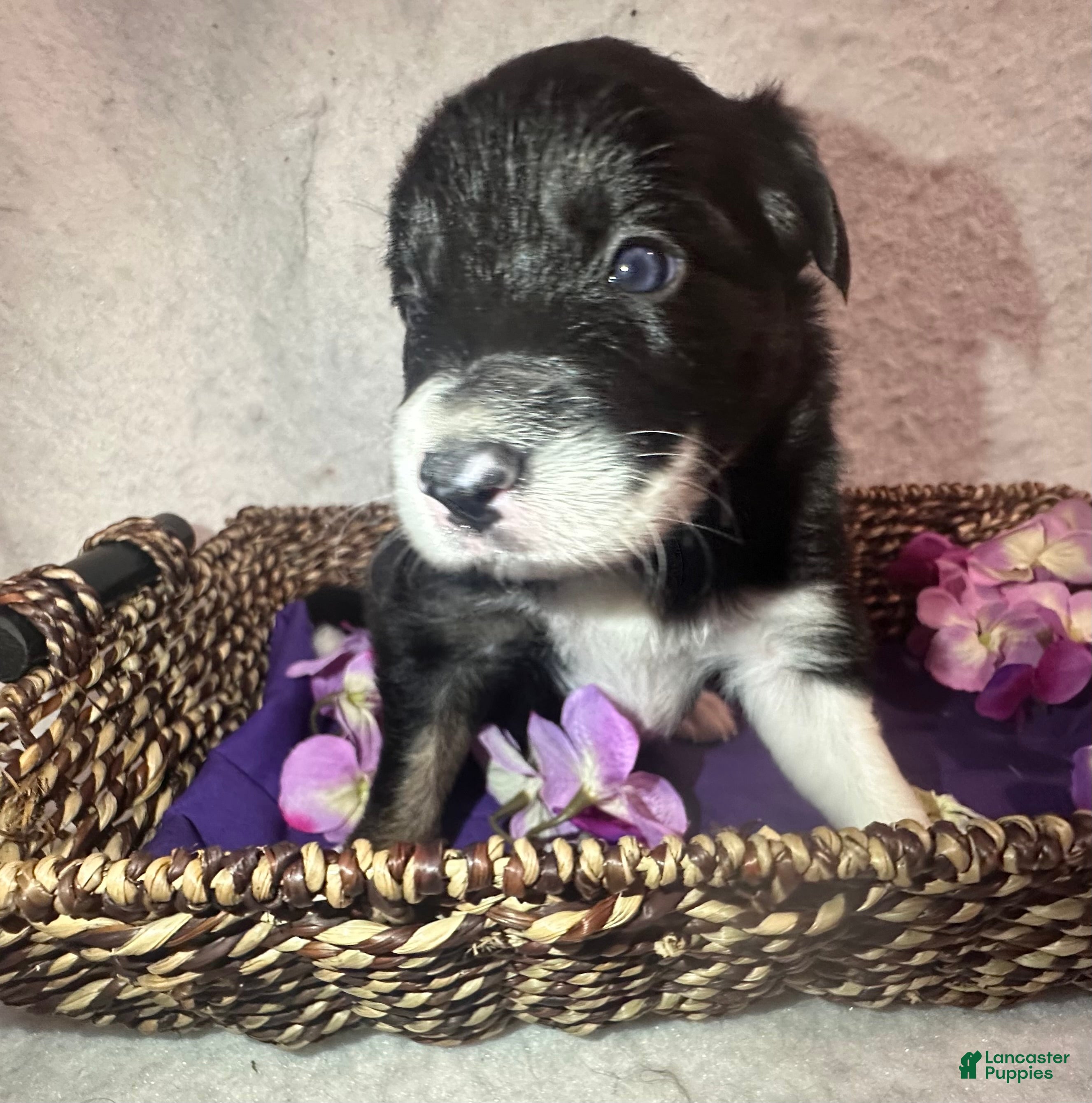 Thunder, Border Collie