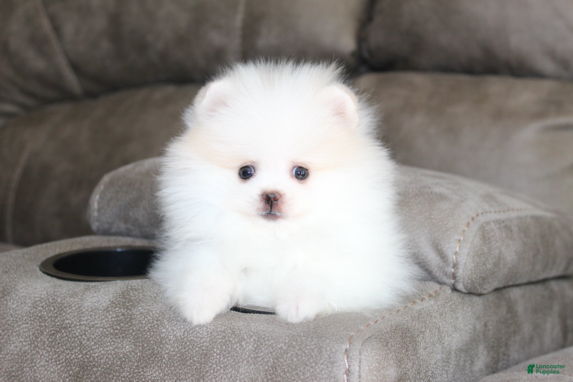 Pomeranian dogs Teacup Pamela - Ad 2