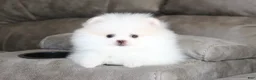 Pomeranian dogs for sale: Teacup Pamela - Ad 2