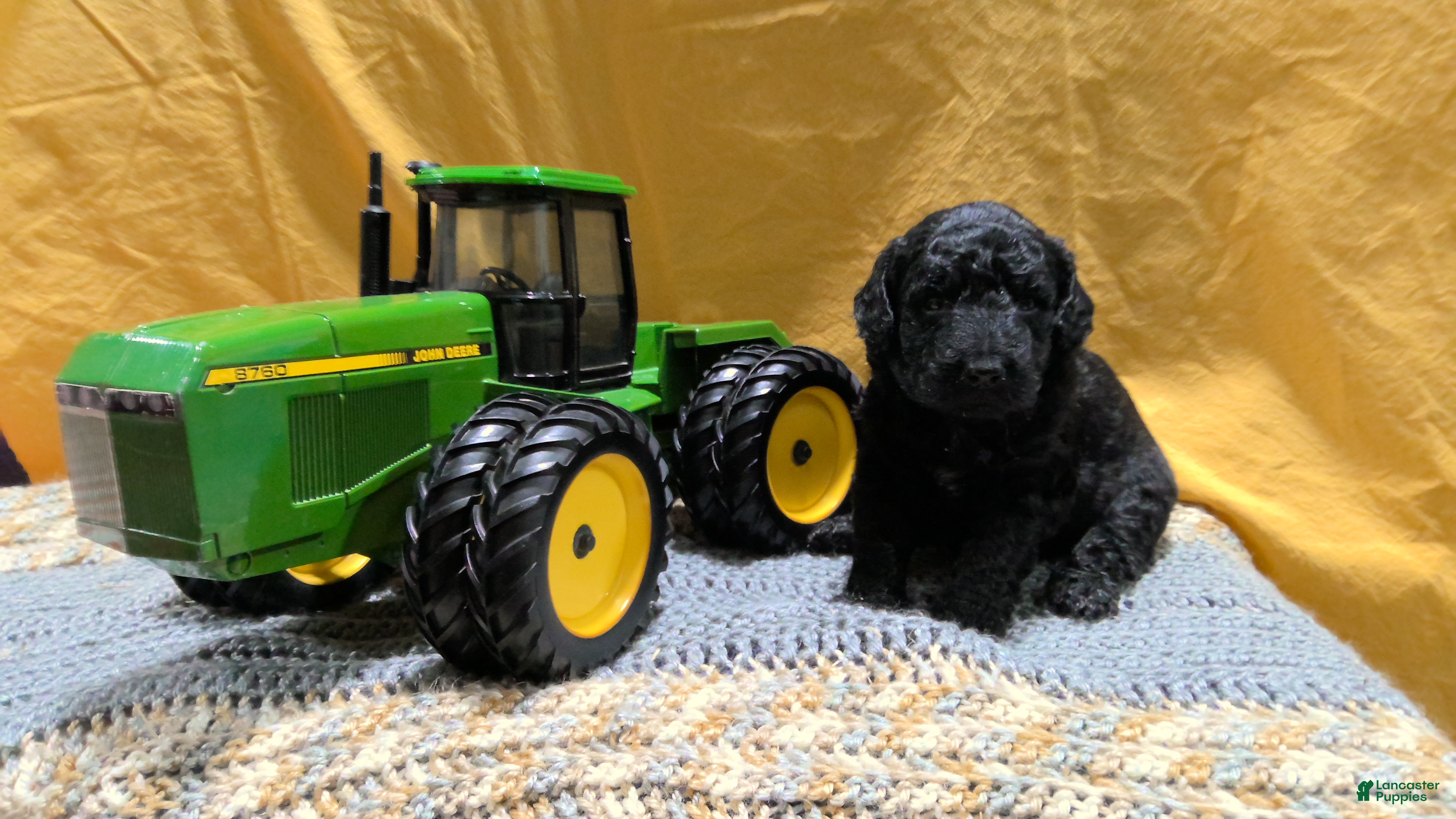 Mini Goldendoodle dogs Charle - Ad 1