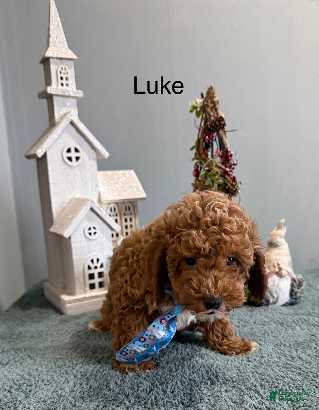 Mini Goldendoodle dogs for sale: Luke - Ad 3