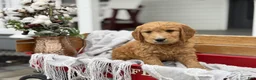 Goldendoodle dogs for sale: Oscar - Ad 3