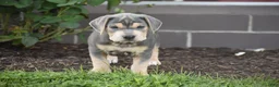 Beabull dogs for sale: Hank - Ad 12