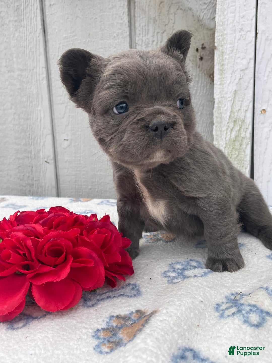 French Bulldog dogs for sale: Ernie - Ad 4